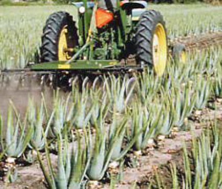 Aloe vera Info - Geschichte der Aloe vera barbadensis miller